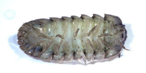 Réf. 315 703 : Armadillidium nasatum